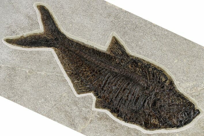 Large, Fossil Fish (Diplomystus) - Green River Formation #370904